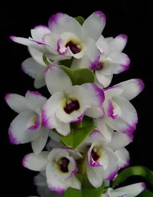 $15 • Buy Orchid - Dendrobium Nobile X To My Kids