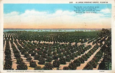 Melbourne Florida A Large Orange Grove & Poem Vintage Postcard • $6.39