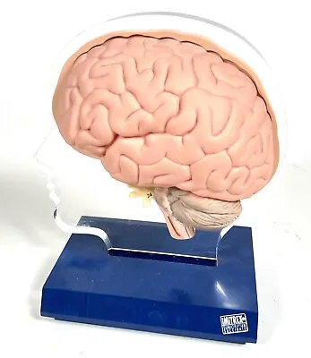 Vintage 1994 Imitrex Neuroanatomy Model With Legend Brain Anatomy Doctor Display • $35.09