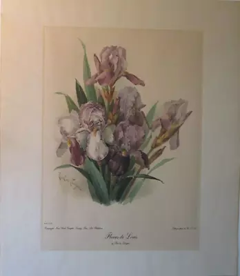 Fine Art Mid-Century New York Graphic Society Paul Longpre Iris Floral Print • $99