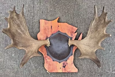 Wisconsin Moose Antler Mount Connected 32'' Rack Moose Horns Wisconsin Backing • $999.99