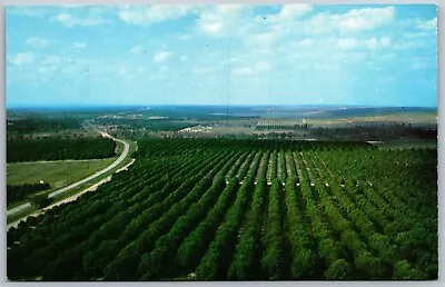 Vtg Clermont Florida FL Citrus Groves Looking North From Citrus Tower Postcard • $5.99