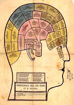 Phrenological Chart *2x3 Fridge Magnet* Skull Bumps Mental Traits Mind Brain • $8.95