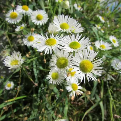 Chamomile Herb Vegetable Seeds Matricaria Chamomilla Variety Approx. 10000 Seeds • £3.99