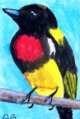 $6 • Buy Aceo Signed Original Bird Painting 'scarlet Breasted Flower Pecker'