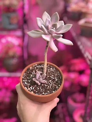 Rare Succulent-Pachyveria Pachyphytoides Walth Cluster Fully Rooted • $15