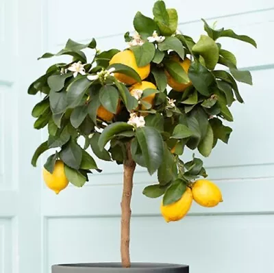 Dwarf Improved Meyer Lemon Tree 1-3  Gallon 10-15  Tall Indoor Citrus Tree • $135.95