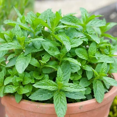 Mint Herb Plant In 14cm Pot - Mentha For Culinary Use • £10.99