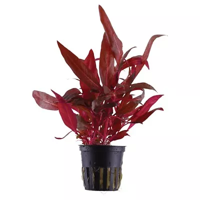 £5.99 • Buy Alternanthera Reineckii 'Rosanervig' Live Aquarium Aquatic Plant Red Fish Tank