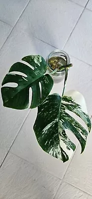 Variegated Monstera Albo Borsigiana Rare Plant - Cutting With 2 Leave & 1 Nod • $110