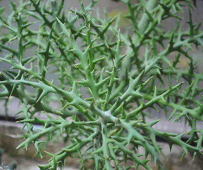 £1.75 • Buy  Euphorbia Stenoclada - 10 Seeds - Silver Thicket Madagascar Succulent Shrub