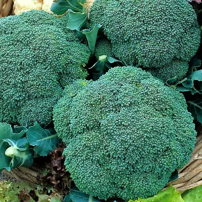 1200+ Broccoli Waltham Seeds Heirloom Vegetable Garden Non-gmo Microgreens Usa • $3.99