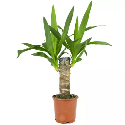 Yucca Elephantipes Spineless Yucca Live Indoor Decorative Houseplant In 12cm Pot • £13.99