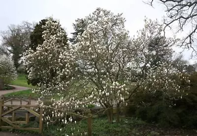 Magnolia Soulangeana Alba Superba White Flowering Magnolia Tree Plant Outdoor 2L • £45.98