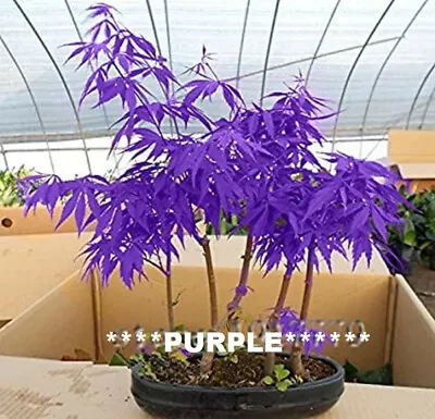 $4.43 • Buy 10 Seeds Purple Japanese Maple Tree SEEDS ARE HULLED FOR FASTER GROWTH