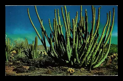 Dr Jim Stamps Us Organ Pipe Cactus Southwestern United States Postcard • $0.25