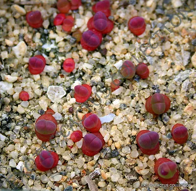 RARE GIBBAEUM ESTERHUYSENIAE  Succulent Ice Living Rocks Mesembs Seed  20 SEEDS • $8.99