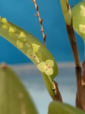 Stelis Morganii Yellow Ivory BS Orchid Species Micro Miniature 2” Pot • $31.99