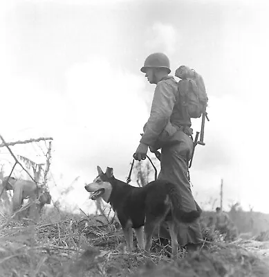 WW2 WWII Photo World War Two / US Marine & War Dog Guam 1944 USMC • $6.49