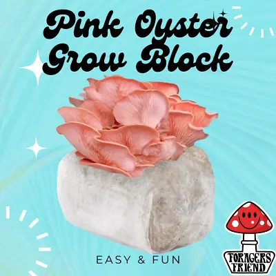 Pink Oyster Mushroom Grow Block • $35