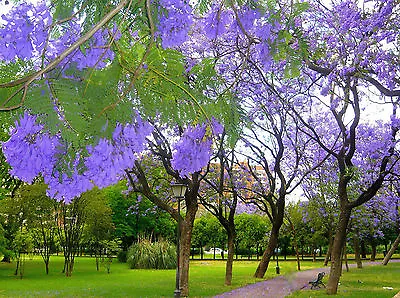 JACARANDA MIMOSIFOLIA BLUE Rare Flowering Tree Flamboyan Delonix Seed 100 Seeds • £16.38