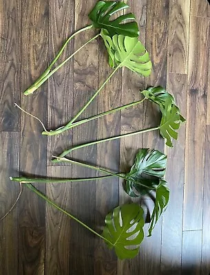 Large Monstera Deliciosa Rooted Cutting Tropical Live Plant Swiss Cheese Plant • $20