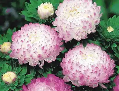 £3.59 • Buy ASTER PEONY Ice Pink Colour Flowers- 50 SEEDS (Callistephus Chinensis) .   