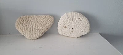 $45 • Buy 2 Flat Brain CORALS Fossil Beach Ocean Sea Reef Fish Tank Aquarium Decoration