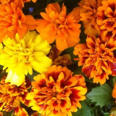 French Marigold Mini Plug Plants Mixed Garden Double Crested Flowers Pack Of 12 • £8.99