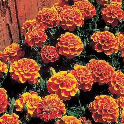 Marigold Flower Seeds - Queen Sopia Flower Seeds- USA Grown -Non GMO • $1.65