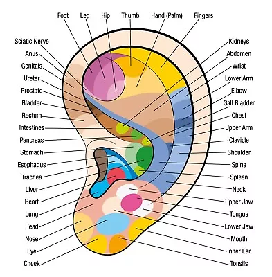 Ear Reflexology Chart Poster Print Choose Your Size Unframed. • $18.95