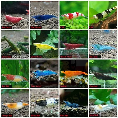 Pack 10 +1 High Quality Freshwater Aquarium Shrimp. Live Guarantee. All In One • $26.95