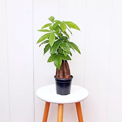 Money Tree Pachira Good Luck Tree LIVE Evergreen Houseplant In 4  Pot • $25.95