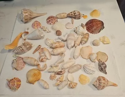 Sea Shells Various Sizes Shapes Colors Crafting Or Jewelry Decor Florida Clean • $10.65