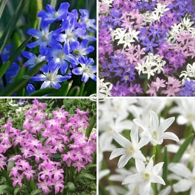 Chionodoxa Luciliae Blue Pink White Gardening Corms Spring Plants Flowers Bulbs • £9.99
