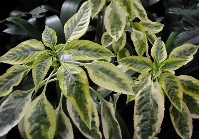 Impatiens Niamniamensis Variegata | Parrot Plant | Plug Plant • £12.99