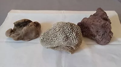 3 Decorative Fossils~ Coral Brain & Others~ See All • $42