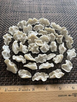$12.99 • Buy Dried Brain CORALS Fossil Beach Ocean Sea Reef Fish Tank Aquarium Decoration