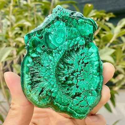 198G Natural Malachite Slice Quartz Crystal Luster Mineral Specimen • $2.25