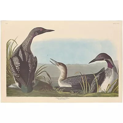 Audubon Amsterdam Ed Dbl Elephant Folio Lithograph Pl  346 Black-throated Diver • $400