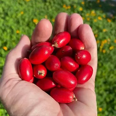 10++ Miracle Berry Fruit Seeds (Synsepalum Dulcificum) 100% Original • $310