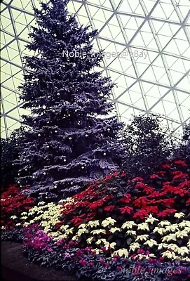 1967 Garfield Park Conservatory Christmas Tree Lot 2 Ektachrome 35mm Color Slide • $3.50