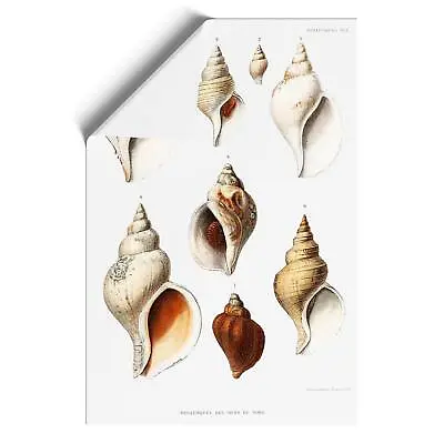 Conch Shells Animal Vintage Albert I Wall Art Print Framed Canvas Picture Poster • $21.07