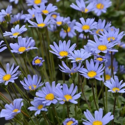 £9.99 • Buy Felicia Plug Plants Garden African Daisy Blue Flower Pot Patio Planter Pack Of 3