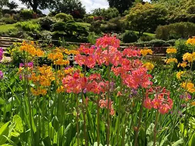£1.99 • Buy PRIMULA CANDELABRA RAINBOW 50 Seeds- Best Colours Mix, Perennial
