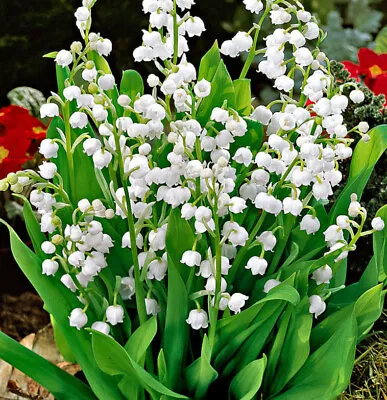 Convallaria Lily Of The Valley Bareroot Pips Top Size Pip Spring Scented Flower • £4.99