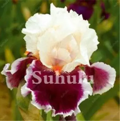 (10) IRIS SEEDS Rare Exotic Flower Home Blossom Garden Plant USA SELLER W/TRACK • $6.25