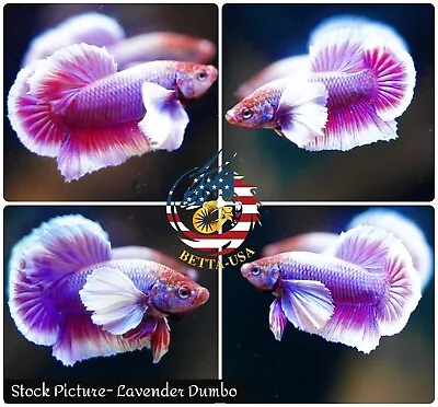 Live Male Betta Fish High Quality HMPK Lavender  Dumbo Big Ears • $18.95