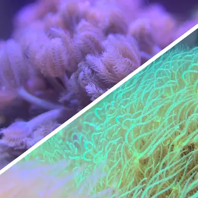 Coral Frag Pack - Pulsing Xenia Frag & Green Star Polyps - Marine Coral • £29.99