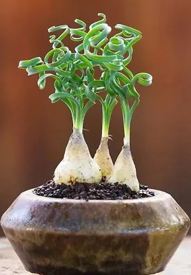 Rare Root Tuber Caudex Plant Bonsai Succulent Albuca Namaquensis Baker 13-11 • $19.99